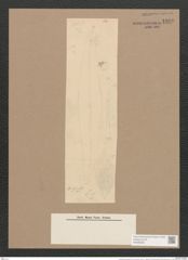 Pleurosigma gruendlerii Grun. (de-Toni-Nr.: Genus 13, Species 1052) Zeichnungen Sammlung Grunow Nr. 1890 (NHMW-BOT-W0369005)